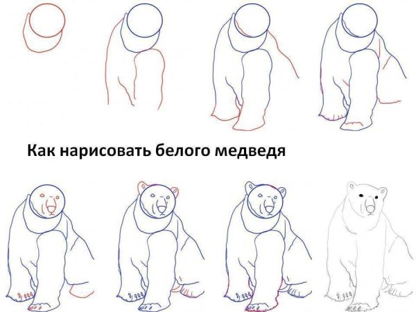 Как нарисовать белого медведя