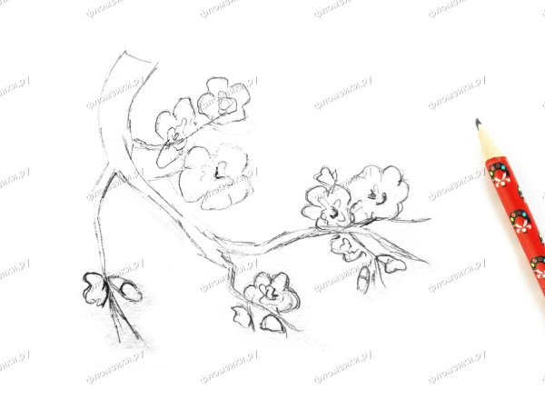 Сакура рисунок карандашом