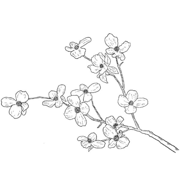 Сакура рисунок легкий