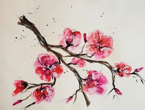 Цветы Сакуры для рисования