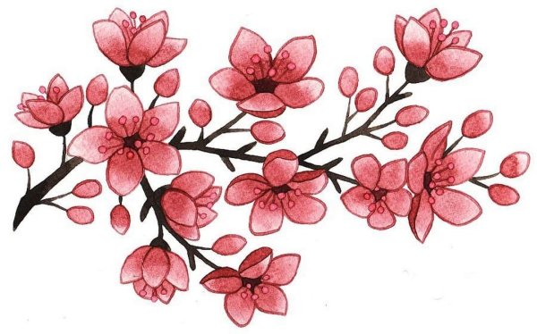 Сакура рисунок карандашом