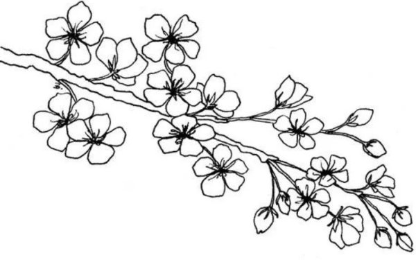 Ветка Сакуры рисунок цветной