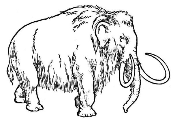 Мамонт раскраска для детей