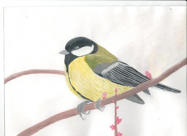 Поэтапное рисование птиц