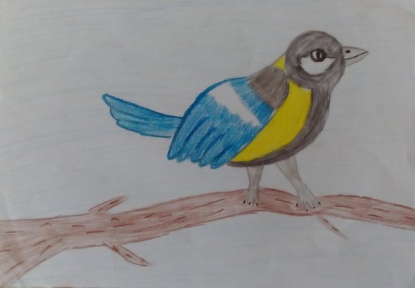 Рисование синицы