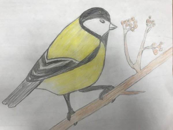 Поэтапное рисование птицы на ветке