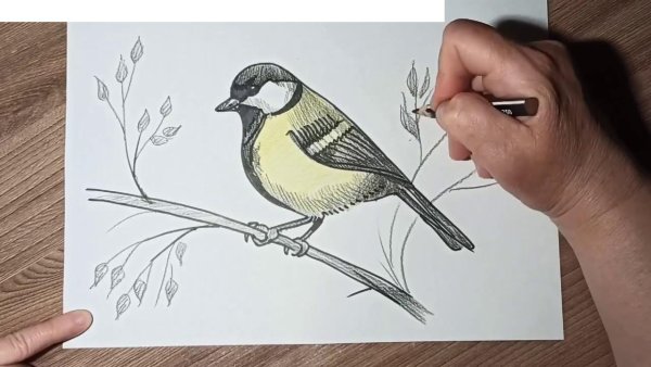 Рисование синички