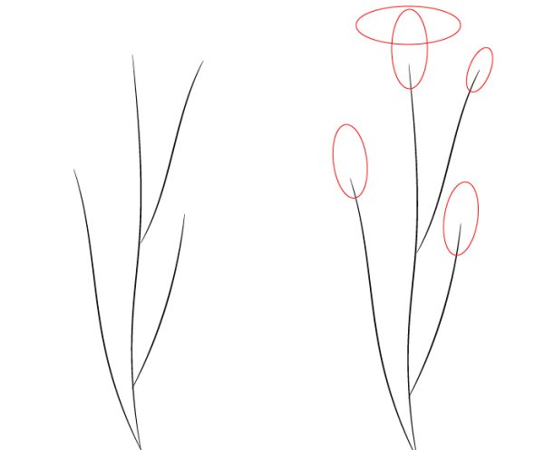 Поэтапный рисунок гвоздики