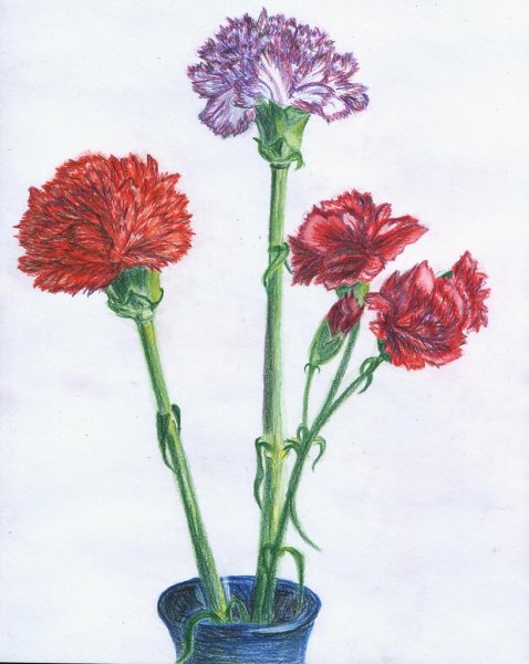 Рисунок растения гвоздика голландская (Шабо)