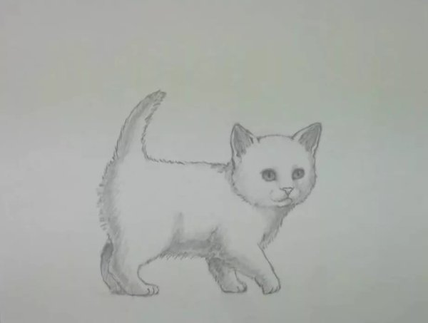 Котёнок рисунок карандашом