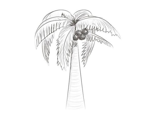 Пальма рисунок карандашом