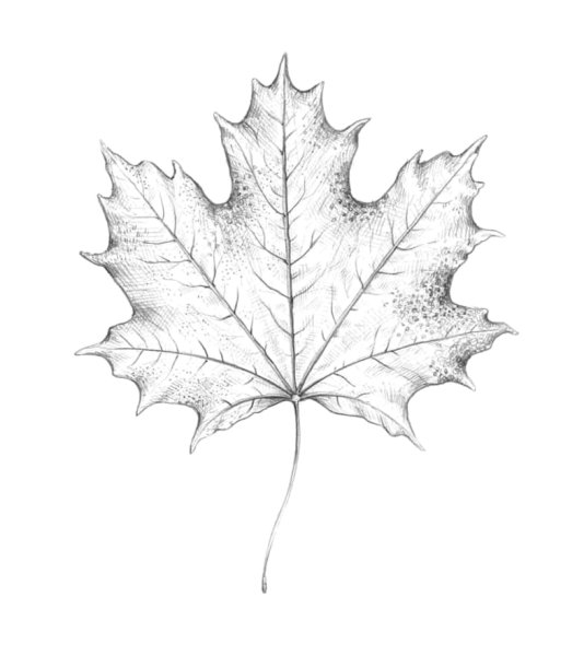 Листья деревьев карандашом для срисовки