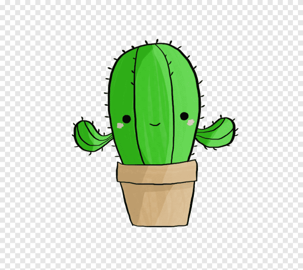 Кактус Сан Педро мульт