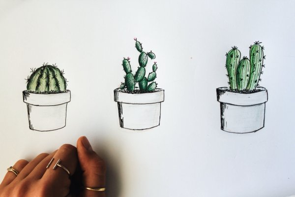 Милые кактусы