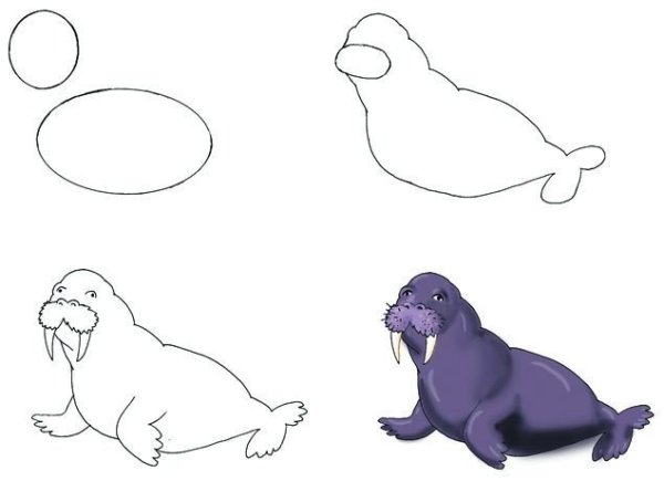 Морской Лев раскраска