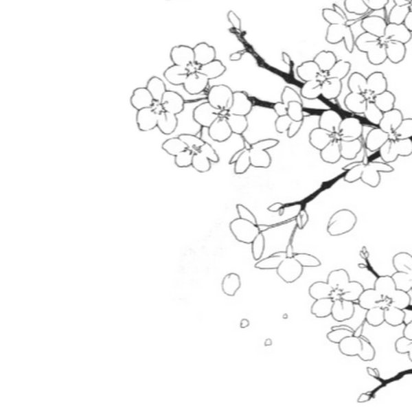 Сакура карандашом