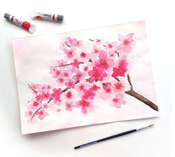 Сакура цветными карандашами