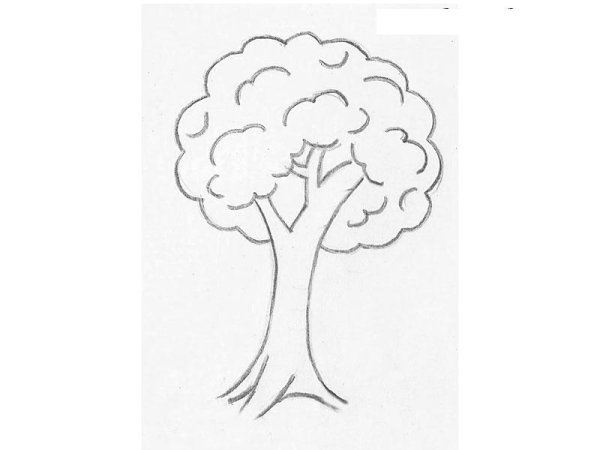 Рисунок дерево карандашом для срисовки