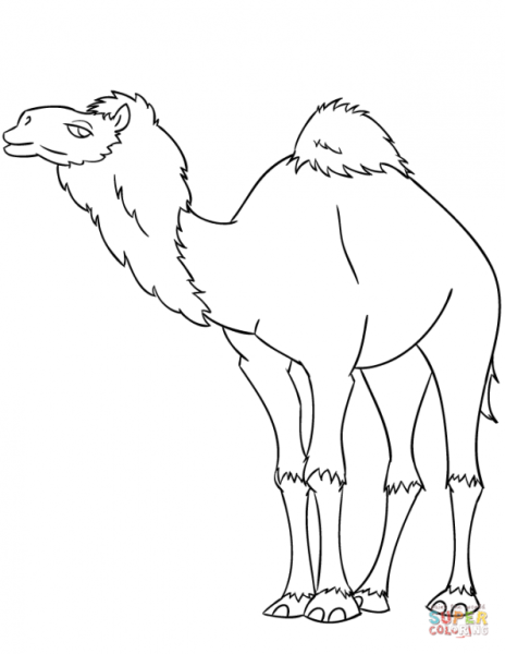 Рисование верблюда