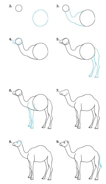 Верблюд карандашом