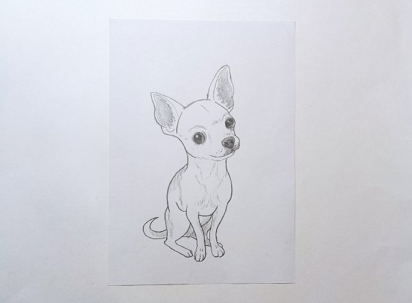 Нарисовать собаку чихуахуа для детей