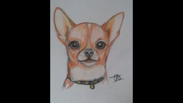 Поэтапное рисование собаки чихуахуа