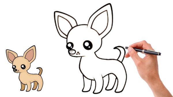 Поэтапное рисование собаки чихуахуа