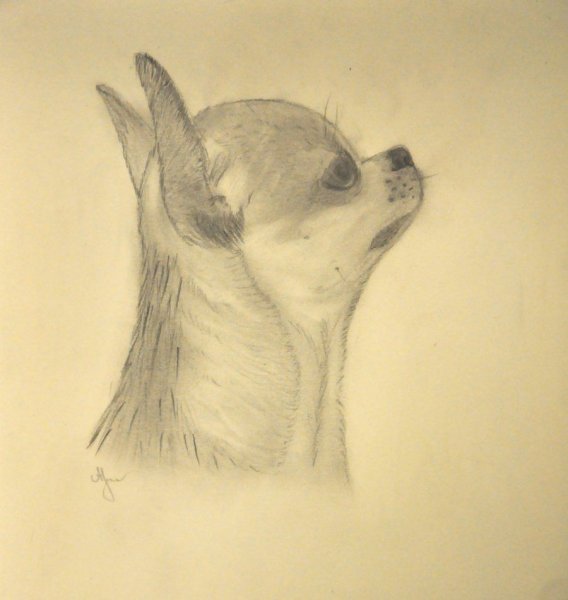 Собака рисунок карандашом