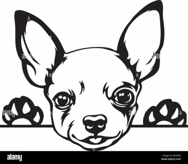 Раскраска чихуахуа