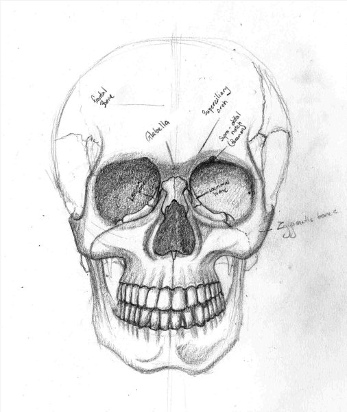 Скетч черепа спереди