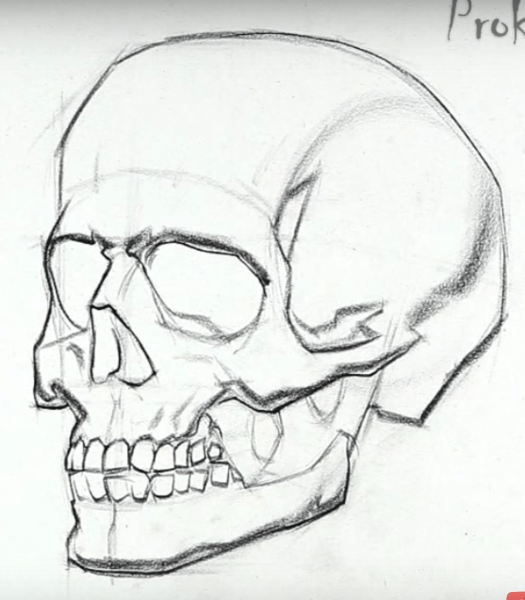 Череп рисунок карандашом