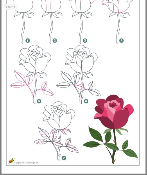 Легкие человека карандашом