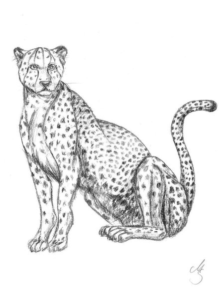 Леопард рисунок карандашом