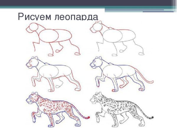 Леопард пошаговое рисование для детей