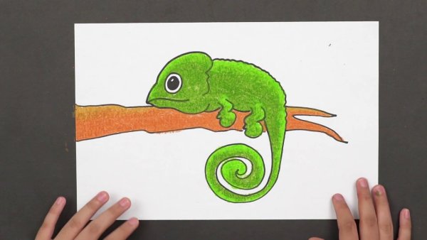 Лёгкий красивый рисунок хамелеон