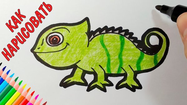 Рисунки для срисовки хамелеон
