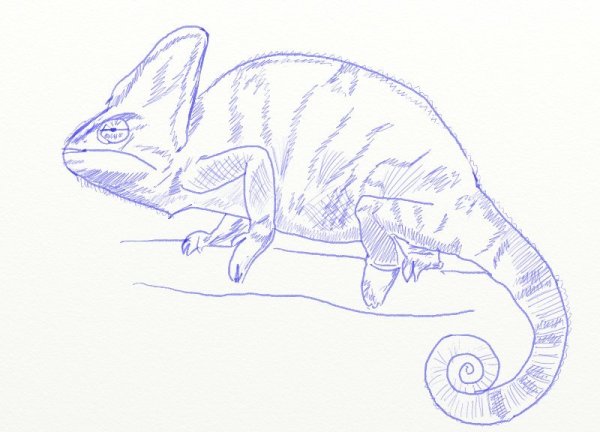 Хамелеон карандашом