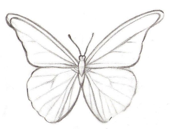 Бабочка карандашом