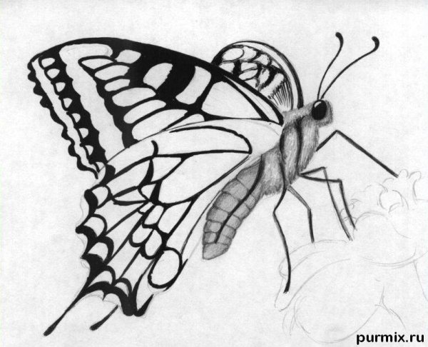 Бабочка рисунок карандашом для детей