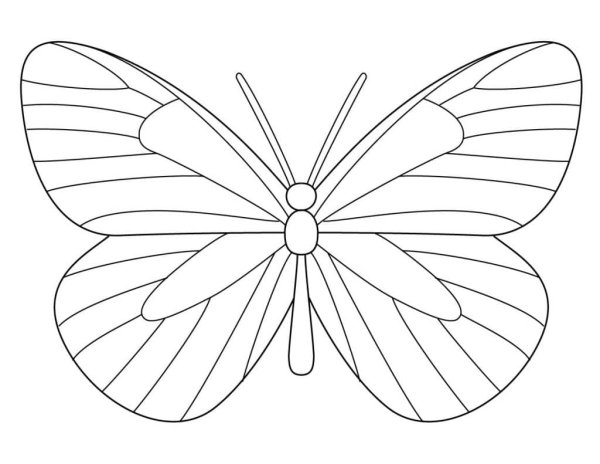 Бабочки для срисовки