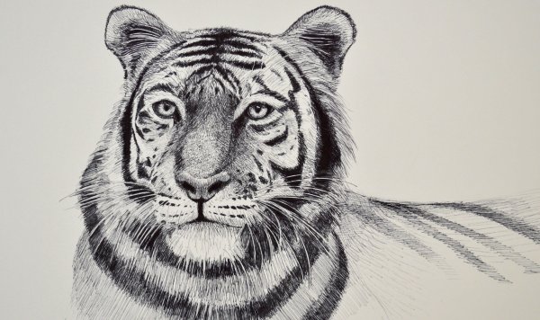 Тигр рисунок карандашом для начинающих