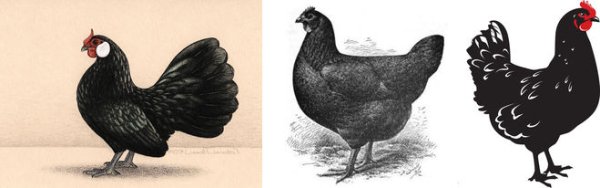 Погорельский черная курица раскраска