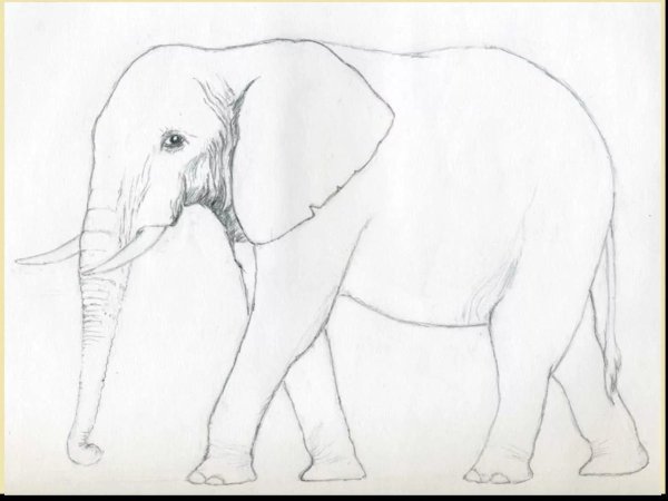 Животные карандашом