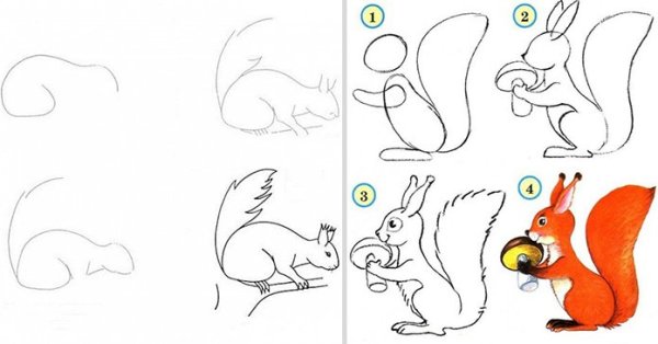 Белка карандашом легко для срисовки