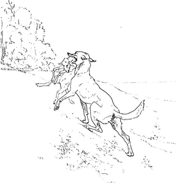 Раскраска басни Крылова волк и ягненок