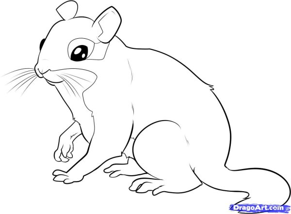 Рисунки белочки для срисовки