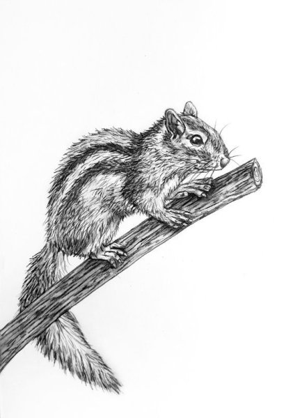 Нарисовать бурундука поэтапно