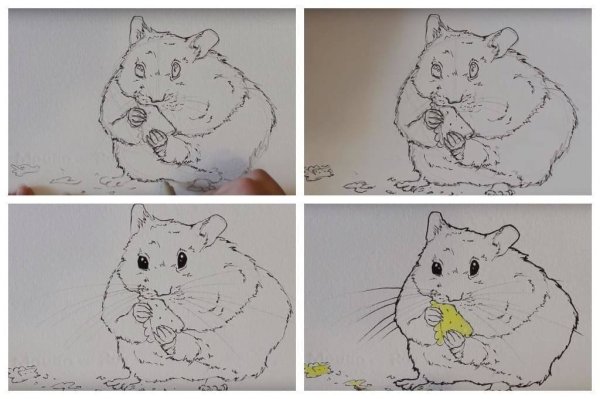 Раскраски хомяки джунгарики