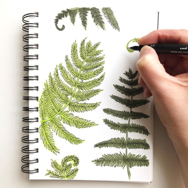 Папоротник для скетчбука