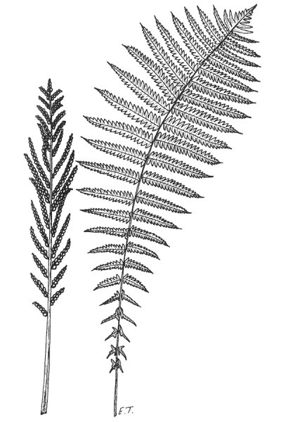 Черный папоротник страусник